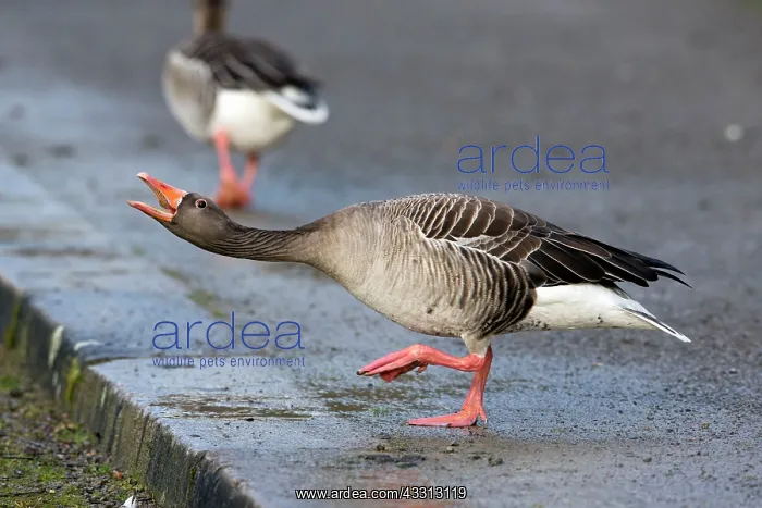 : 80186054 Greylag Goose - in threatening posture : 80186054 Greylag Goose - in threatening posture