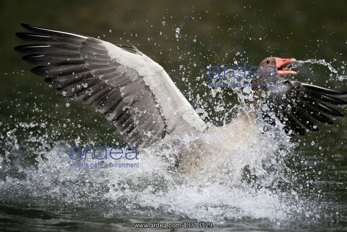 : 80186055 Greylag Goose - landing on lake and displaying : 80186055 Greylag Goose - landing on lake and displaying