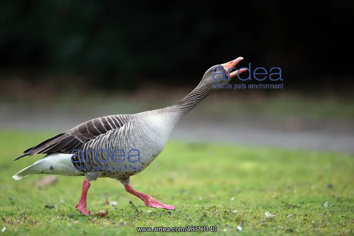 : 80186056 Greylag Goose - in threatening posture : 80186056 Greylag Goose - in threatening posture