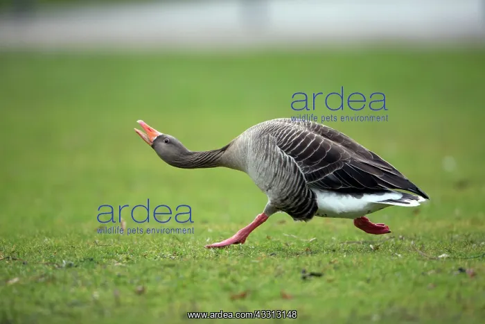: 80186057 Greylag Goose - in threatening posture : 80186057 Greylag Goose - in threatening posture