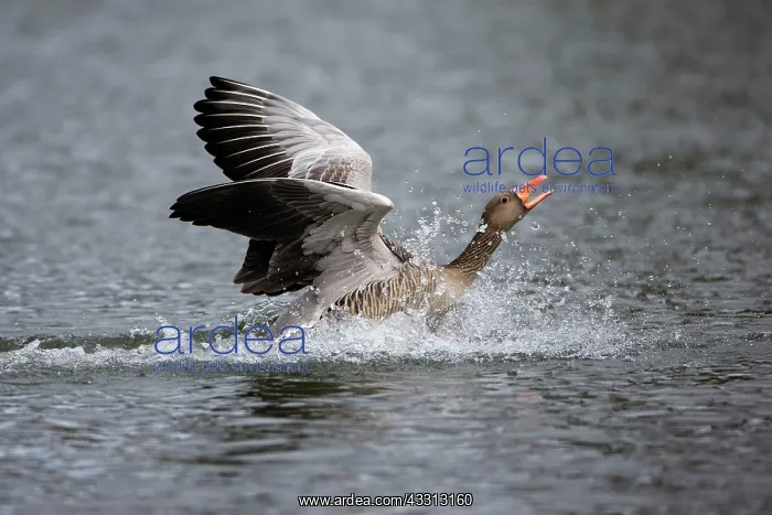 : 80186058 Greylag Goose - landing on lake and displaying : 80186058 Greylag Goose - landing on lake and displaying
