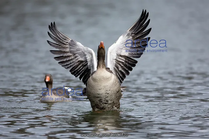 : 80186059 Greylag Goose - landing on lake and displaying : 80186059 Greylag Goose - landing on lake and displaying