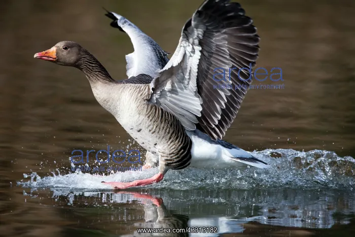 : 80186060 Greylag Goose - landing on lake - water-skiing : 80186060 Greylag Goose - landing on lake - water-skiing