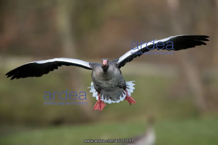 : 80186061 Greylag Goose - in flight - coming in to