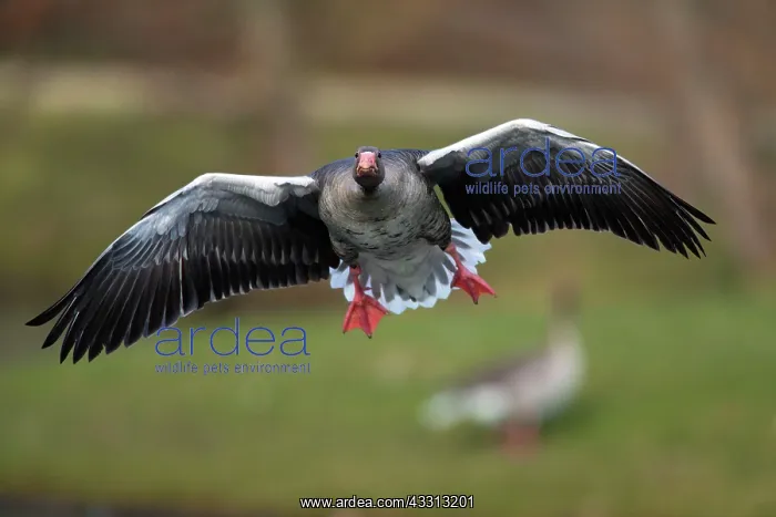 : 80186062 Greylag Goose - in flight - coming in to : 80186062 Greylag Goose - in flight - coming in to