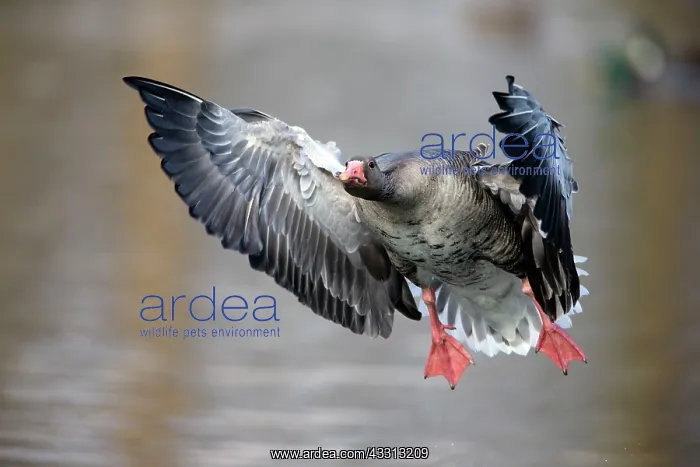 : 80186063 Greylag Goose - in flight - coming in to : 80186063 Greylag Goose - in flight - coming in to
