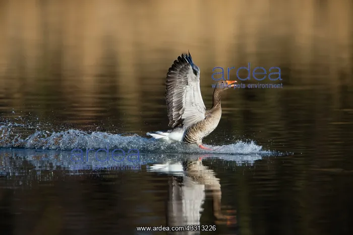 : 80186065 Greylag Goose - landing on lake and displaying : 80186065 Greylag Goose - landing on lake and displaying