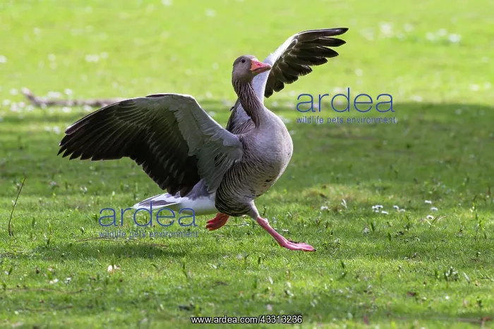 : 80186066 Greylag Goose - in flight - coming in to : 80186066 Greylag Goose - in flight - coming in to
