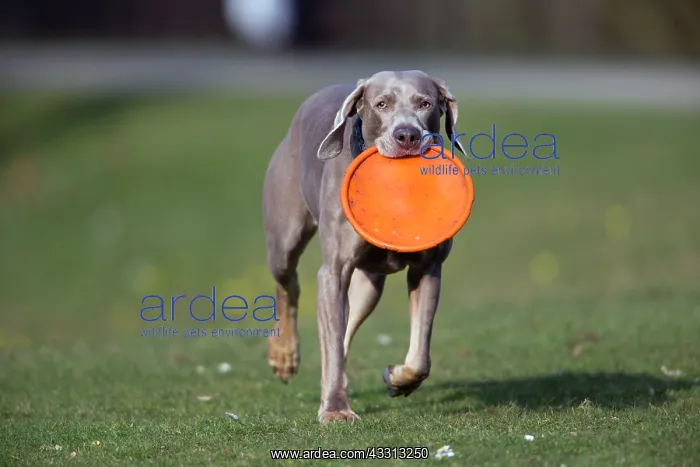 : 80186068 Dog - Weimaraner breed - running in a park : 80186068 Dog - Weimaraner breed - running in a park