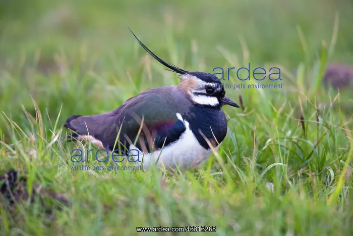: 80186070 Lapwing - resting amongst coarse grass : 80186070 Lapwing - resting amongst coarse grass