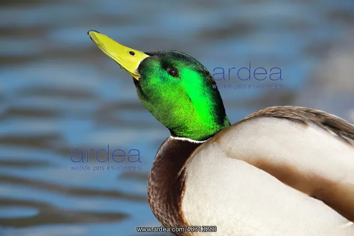 : 80186071 Mallard - drake drinking at edge of a lake : 80186071 Mallard - drake drinking at edge of a lake