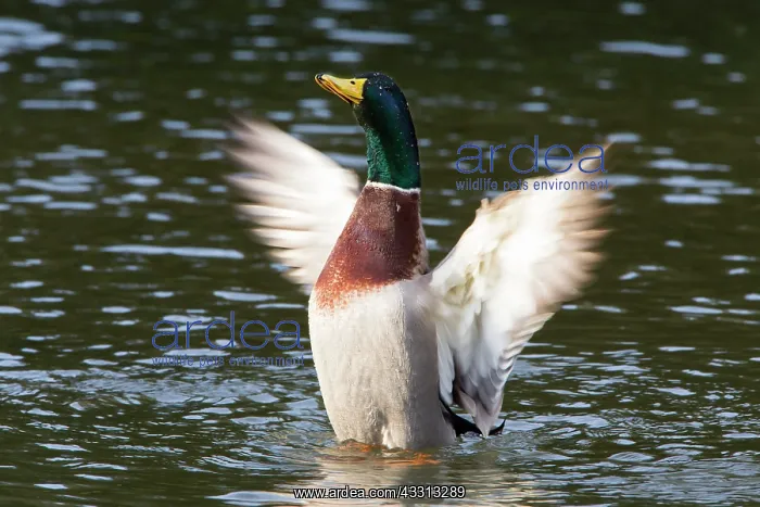 : 80186072 Mallard - drake flapping its wings in courtship : 80186072 Mallard - drake flapping its wings in courtship