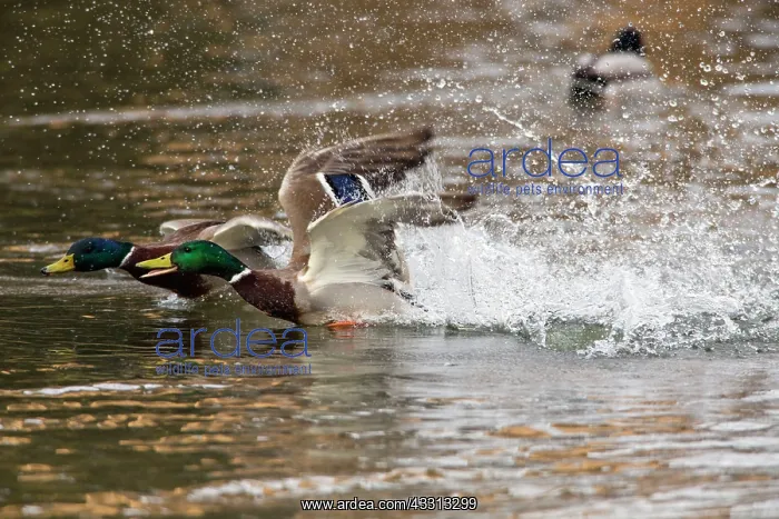 : 80186073 Mallard - two territorial drakes chasing : 80186073 Mallard - two territorial drakes chasing