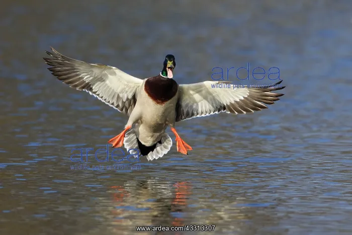 : 80186074 Mallard - drake in landing flight - calling : 80186074 Mallard - drake in landing flight - calling