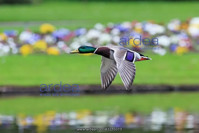 : 80186075 Mallard - drake in flight - flying over : 80186075 Mallard - drake in flight - flying over