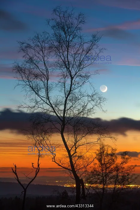 : 80186077 Birch Tree - on Huehnerfeld Heath - silhouette : 80186077 Birch Tree - on Huehnerfeld Heath - silhouette