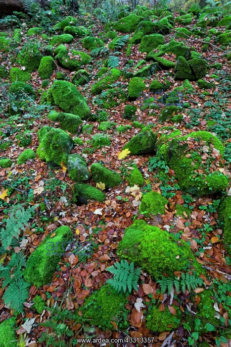 : 80186078 Moss - growing on basalt rocks - in a woodland : 80186078 Moss - growing on basalt rocks - in a woodland