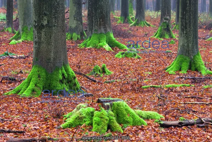 : 80186079 Beech Trees - with moss covered stem bases : 80186079 Beech Trees - with moss covered stem bases
