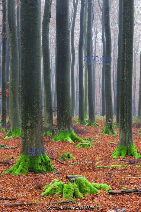 : 80186080 Beech Trees - with moss covered stem bases : 80186080 Beech Trees - with moss covered stem bases