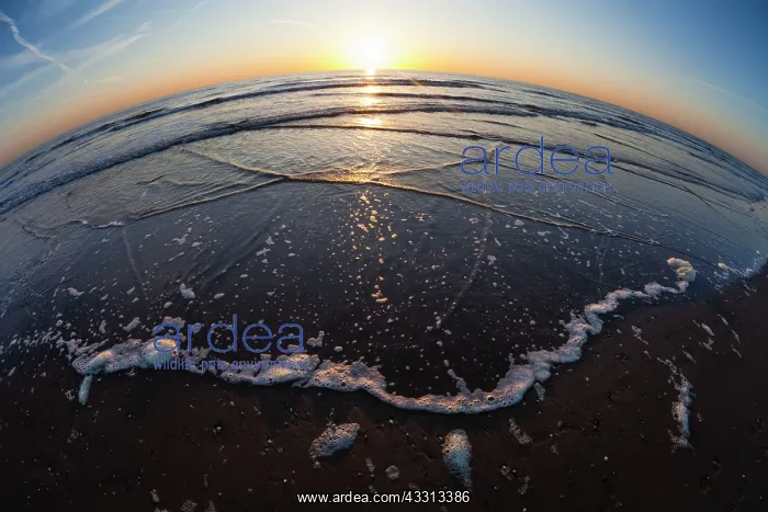 : 80186081 Norh Sea - seashore at sunset - with the : 80186081 Norh Sea - seashore at sunset - with the