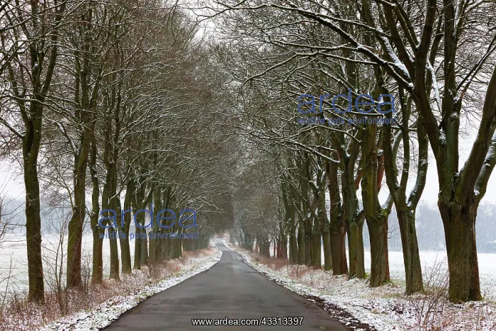 : 80186082 Norway Maple - alle in winter - Beberbeck : 80186082 Norway Maple - alle in winter - Beberbeck