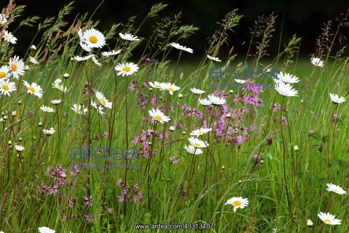 : 80186083 Wild Flowers - Ox-eye Daisies and Ragged : 80186083 Wild Flowers - Ox-eye Daisies and Ragged