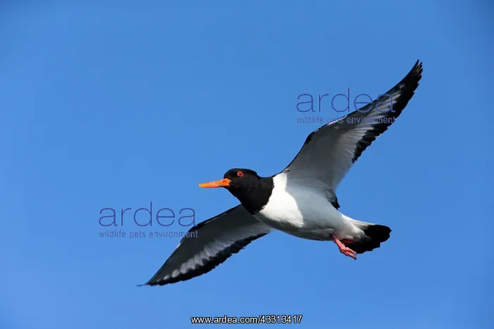 : 80186084 Oystercatcher - in flight Baltic Sea, Schleswig : 80186084 Oystercatcher - in flight Baltic Sea, Schleswig