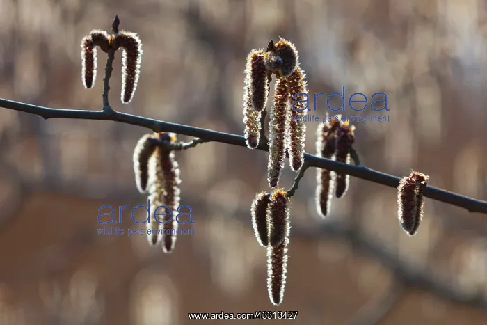 : 80186085 Poplar Tree Catkins - in flower Lower Saxony : 80186085 Poplar Tree Catkins - in flower Lower Saxony
