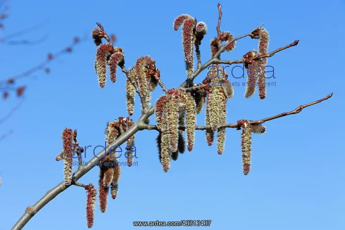 : 80186086 Poplar Tree Catkins - in flower Lower Saxony : 80186086 Poplar Tree Catkins - in flower Lower Saxony