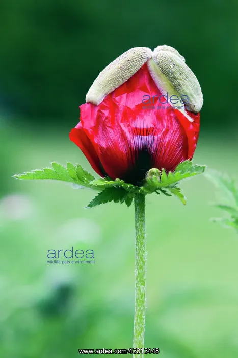 : 80186087 Poppy Blossom - garden cultivated species : 80186087 Poppy Blossom - garden cultivated species