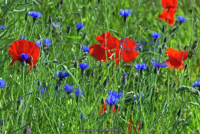 : 80186088 Common Poppy and Cornflower (Centaurea : 80186088 Common Poppy and Cornflower (Centaurea