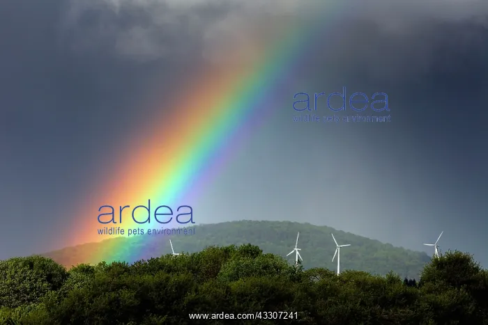 : 80186090 Rainbow - over woodland and wind turbines : 80186090 Rainbow - over woodland and wind turbines
