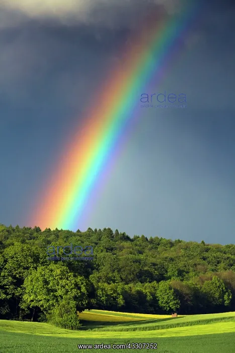 : 80186091 Rainbow - over woodland and arable land : 80186091 Rainbow - over woodland and arable land