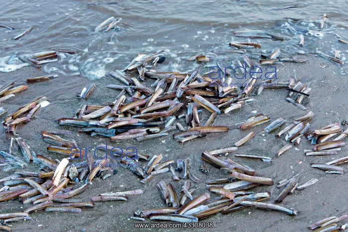 : 80186092 Pod Razor Shells - washed up by the tide : 80186092 Pod Razor Shells - washed up by the tide