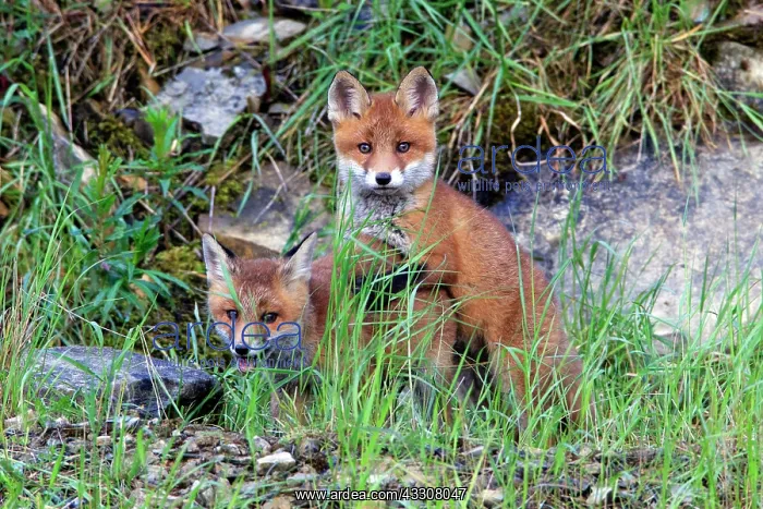 : 80186093 Red Fox Cubs - two animals playing Lower : 80186093 Red Fox Cubs - two animals playing Lower