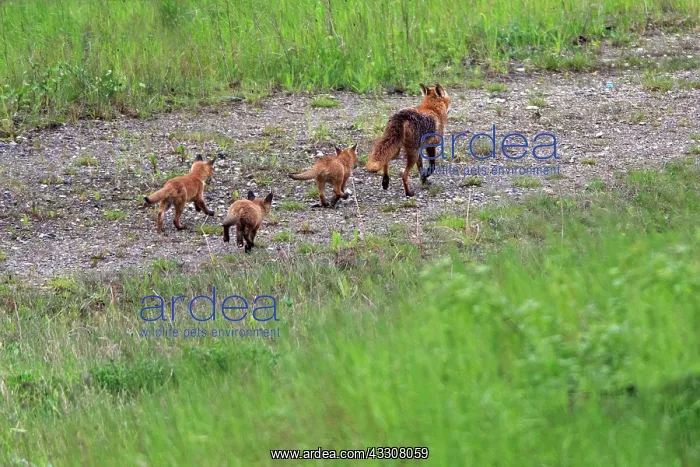 : 80186094 Red Fox - Vixen - three cubs following : 80186094 Red Fox - Vixen - three cubs following