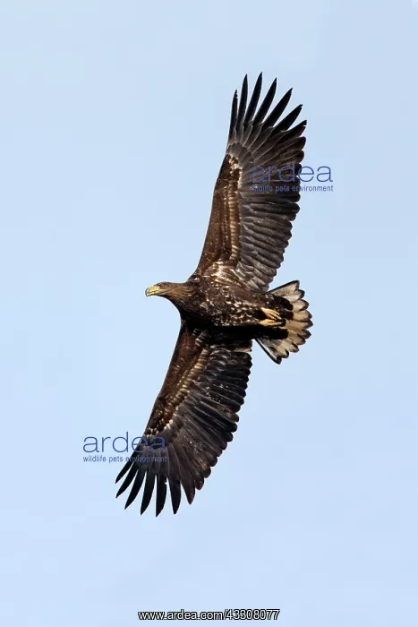 : 80186096 White-tailed Eagle - subadult - in flight : 80186096 White-tailed Eagle - subadult - in flight