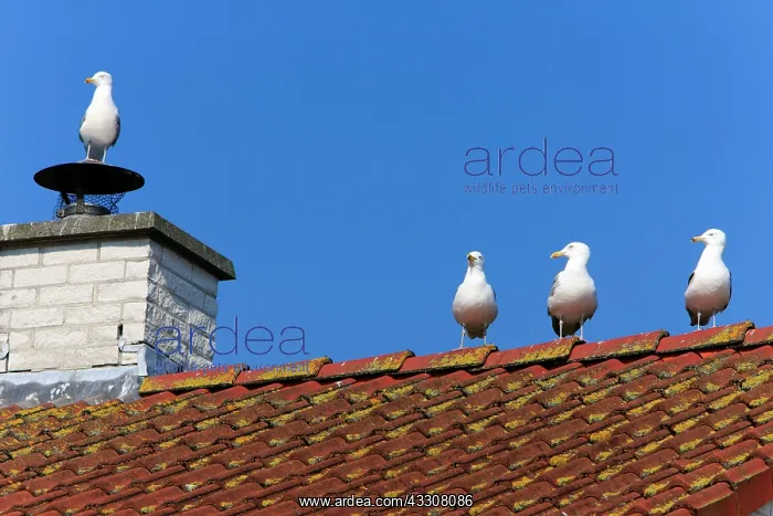 : 80186097 Herring Gull - four birds sitting on house : 80186097 Herring Gull - four birds sitting on house