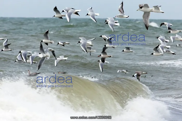 : 80186098 Black-headed Gull - flock picking up food : 80186098 Black-headed Gull - flock picking up food