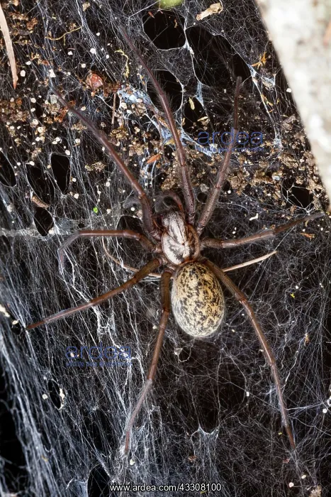 : 80186099 Domestic House Spider - in web Lower Saxony : 80186099 Domestic House Spider - in web Lower Saxony