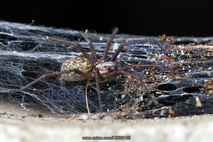 : 80186100 Domestic House Spider - in web Lower Saxony : 80186100 Domestic House Spider - in web Lower Saxony