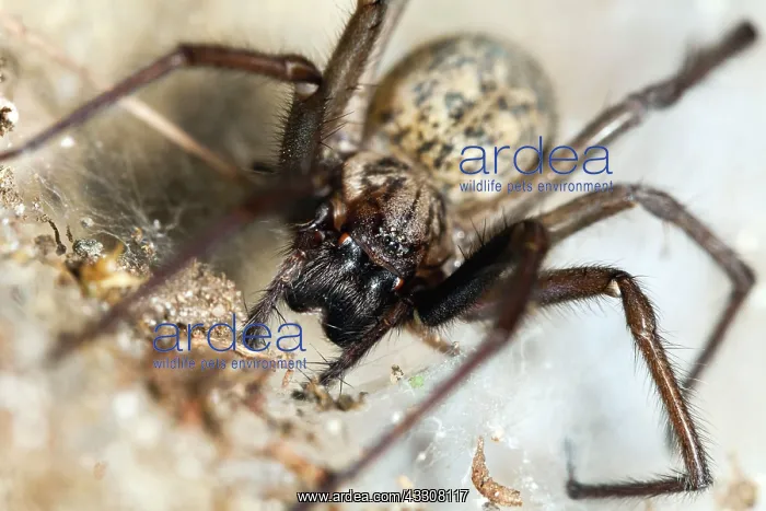 : 80186101 Domestic House Spider Lower Saxony, Germany : 80186101 Domestic House Spider Lower Saxony, Germany
