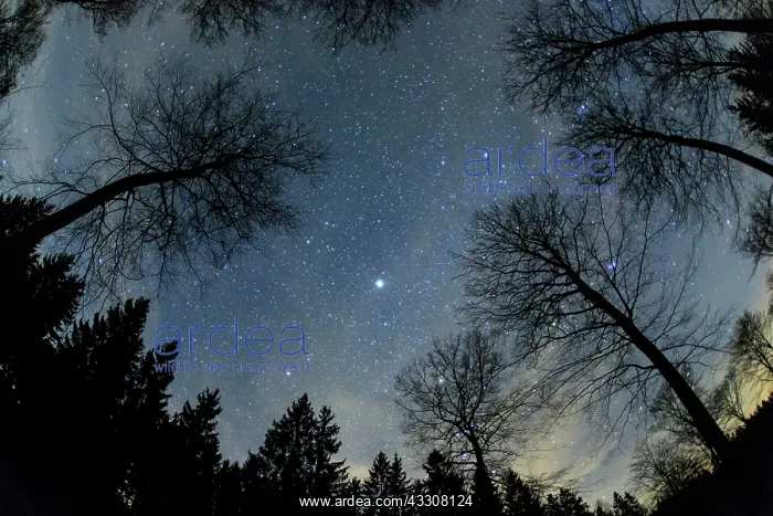 : 80186102 Mixed Woodland and the Stars at Night - : 80186102 Mixed Woodland and the Stars at Night -