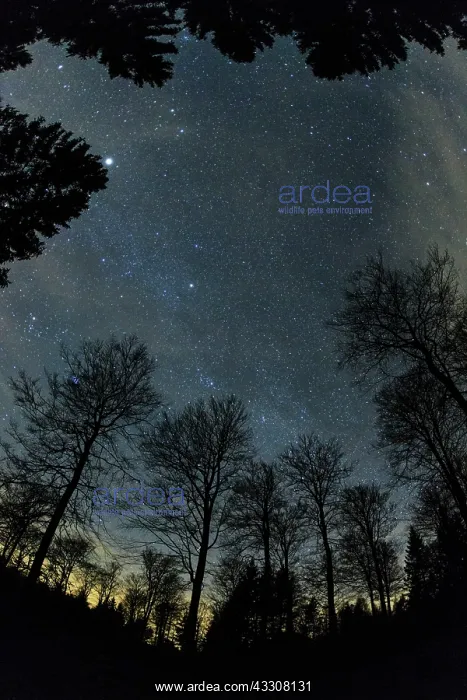  : 80186103 Mixed Woodland and the Stars at Night -