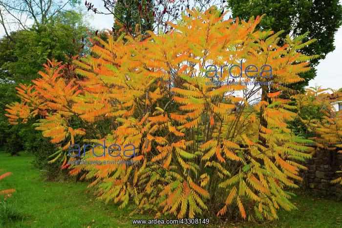 : 80186105 Sumach - bush in autumn colour Lower Saxony : 80186105 Sumach - bush in autumn colour Lower Saxony