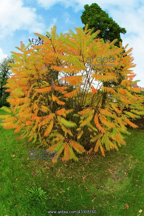 : 80186106 Sumach - bush in autumn colour Lower Saxony : 80186106 Sumach - bush in autumn colour Lower Saxony
