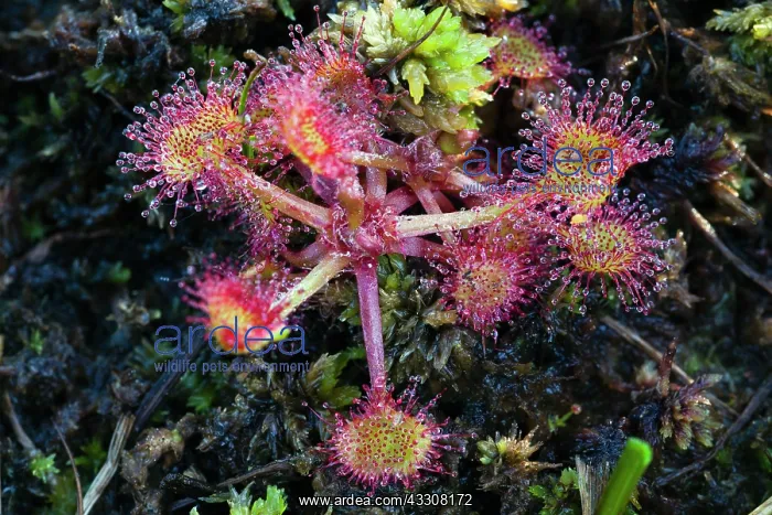  : 80186107 Common Sundew Lower Saxony, Germany, Europe