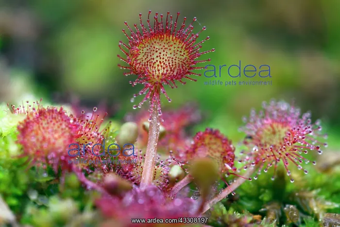 : 80186109 Common Sundew Lower Saxony, Germany, Europe : 80186109 Common Sundew Lower Saxony, Germany, Europe