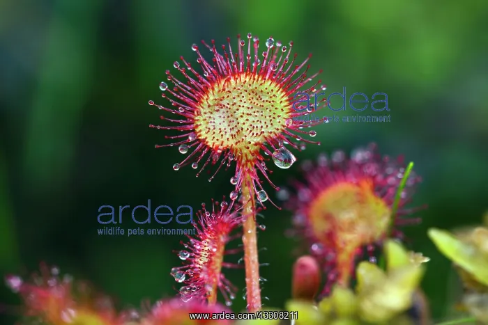 : 80186110 Common Sundew Lower Saxony, Germany, Europe : 80186110 Common Sundew Lower Saxony, Germany, Europe