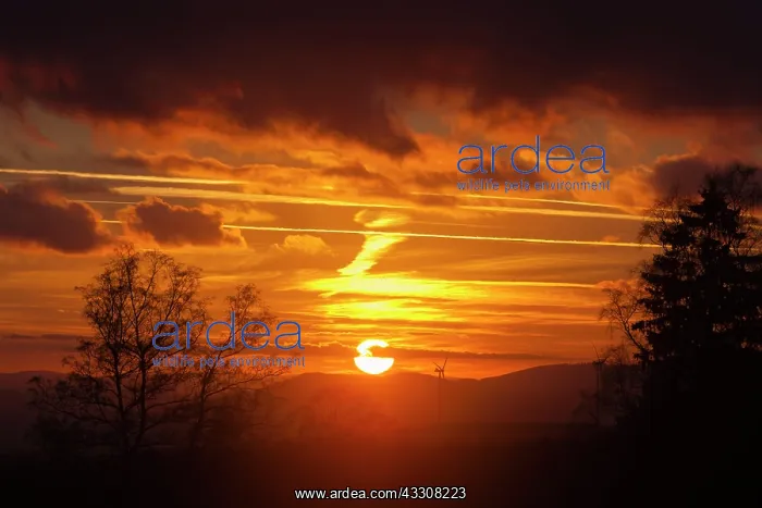 : 80186111 Sunset - across Habichtswald - with wind : 80186111 Sunset - across Habichtswald - with wind